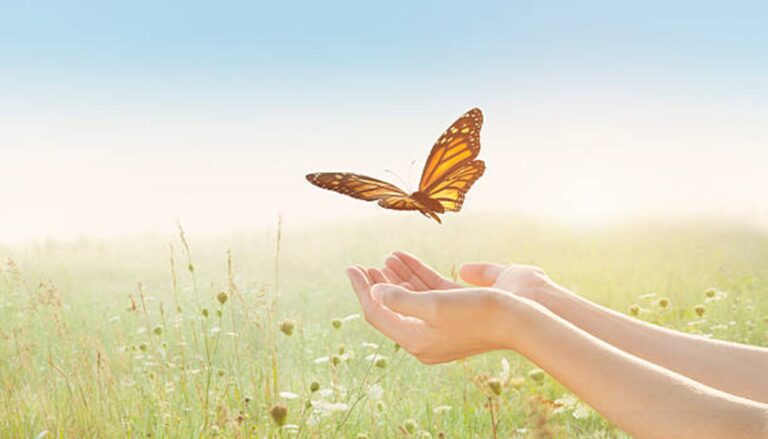 The Butterfly Story